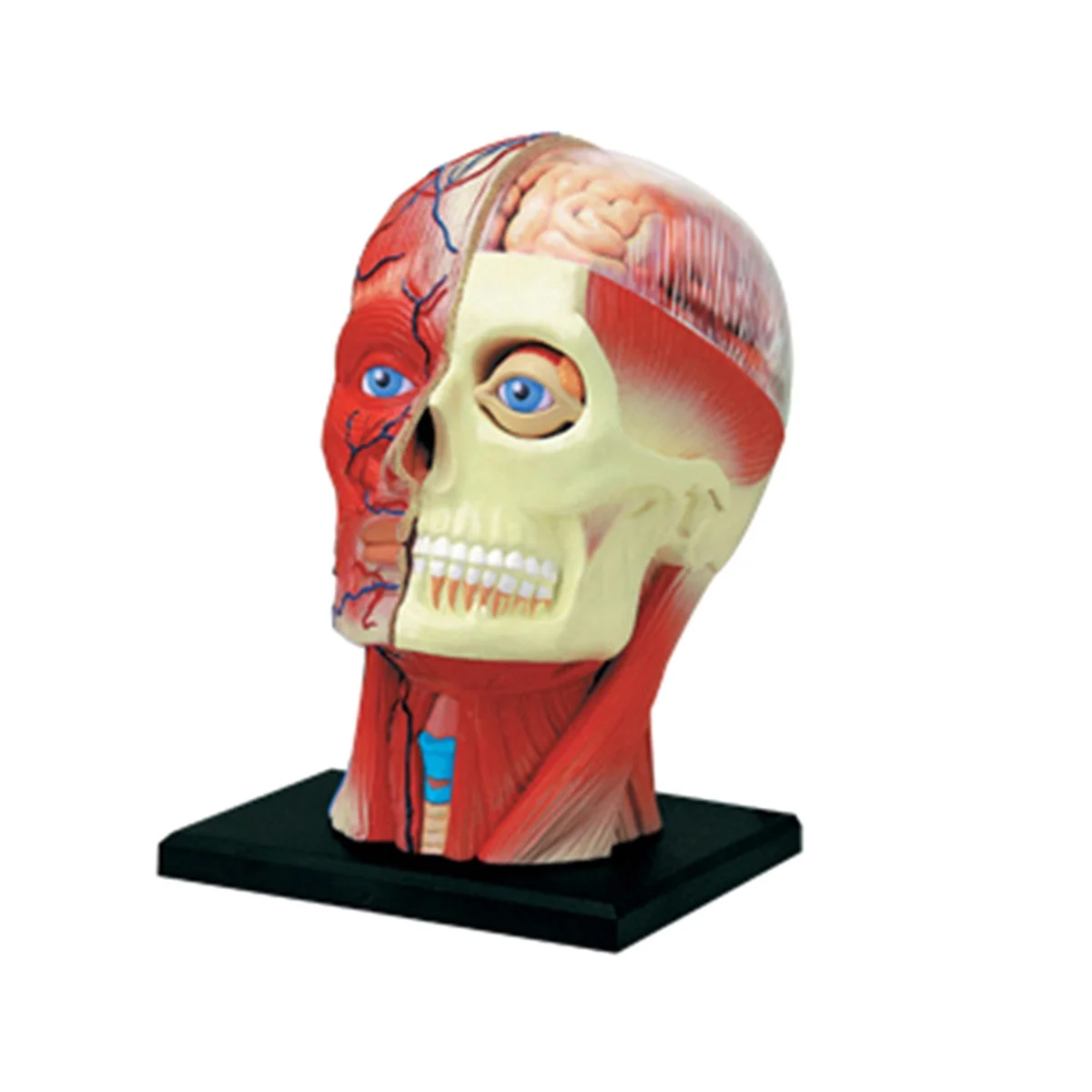 Медицинская модель человеческого тела с торсом, обучающая модель мышц головы, нервных органов для обучения студентов, модель для сборки в учебном кабинете Изображение 0