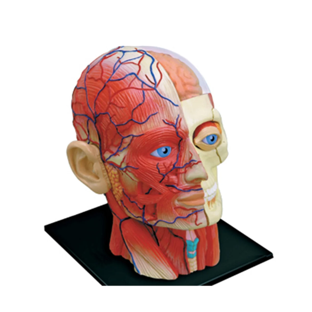 Медицинская модель человеческого тела с торсом, обучающая модель мышц головы, нервных органов для обучения студентов, модель для сборки в учебном кабинете Изображение 1