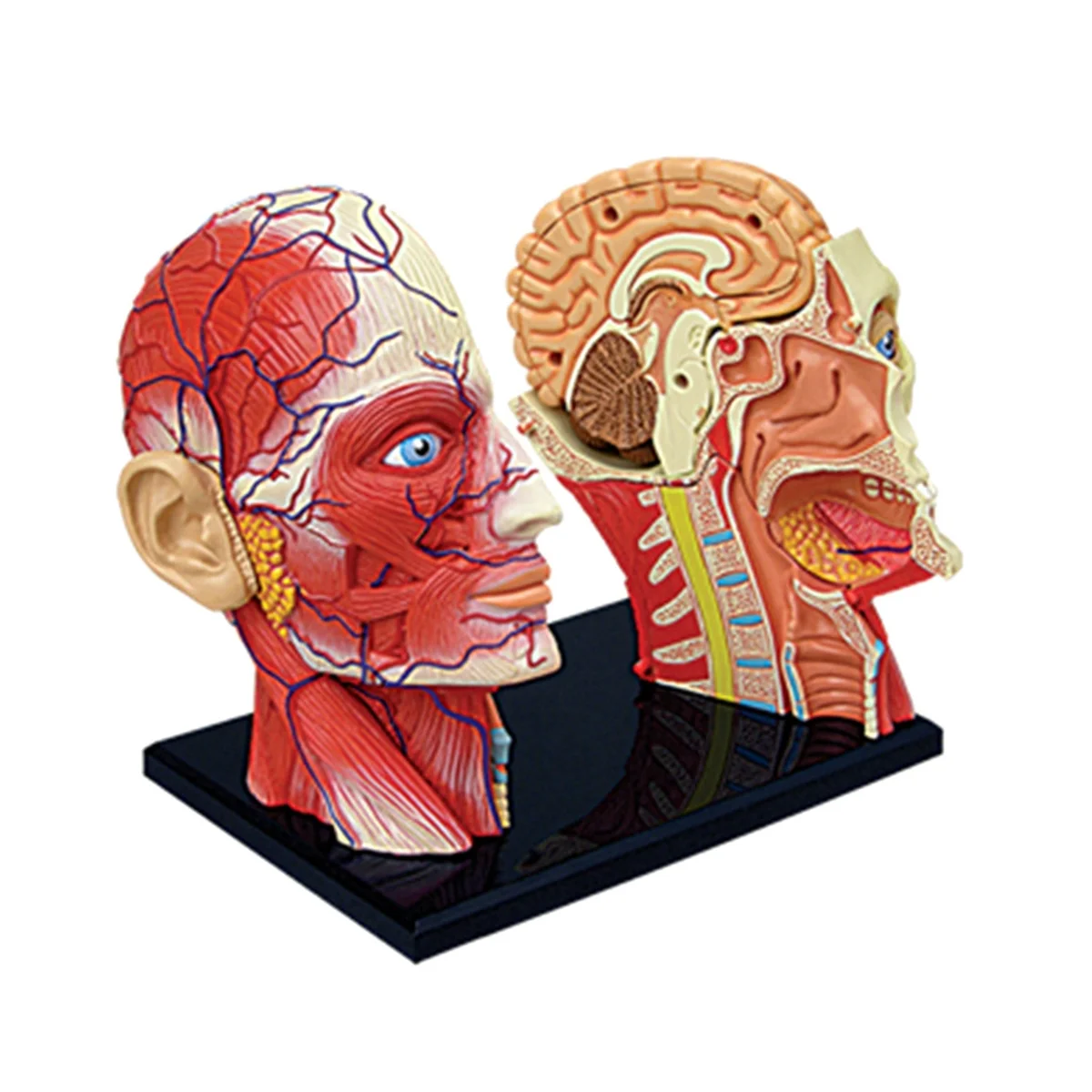 Медицинская модель человеческого тела с торсом, обучающая модель мышц головы, нервных органов для обучения студентов, модель для сборки в учебном кабинете Изображение 2