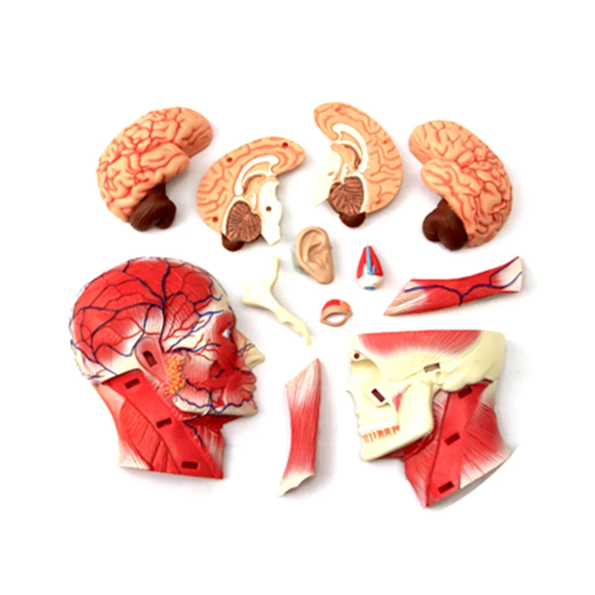 Медицинская модель человеческого тела с торсом, обучающая модель мышц головы, нервных органов для обучения студентов, модель для сборки в учебном кабинете Изображение 3