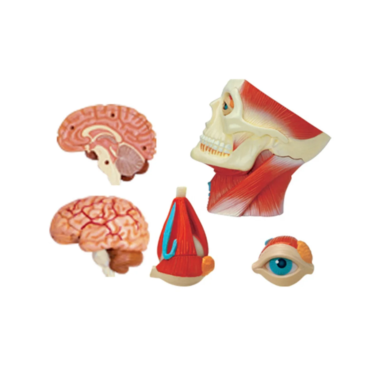Медицинская модель человеческого тела с торсом, обучающая модель мышц головы, нервных органов для обучения студентов, модель для сборки в учебном кабинете Изображение 4