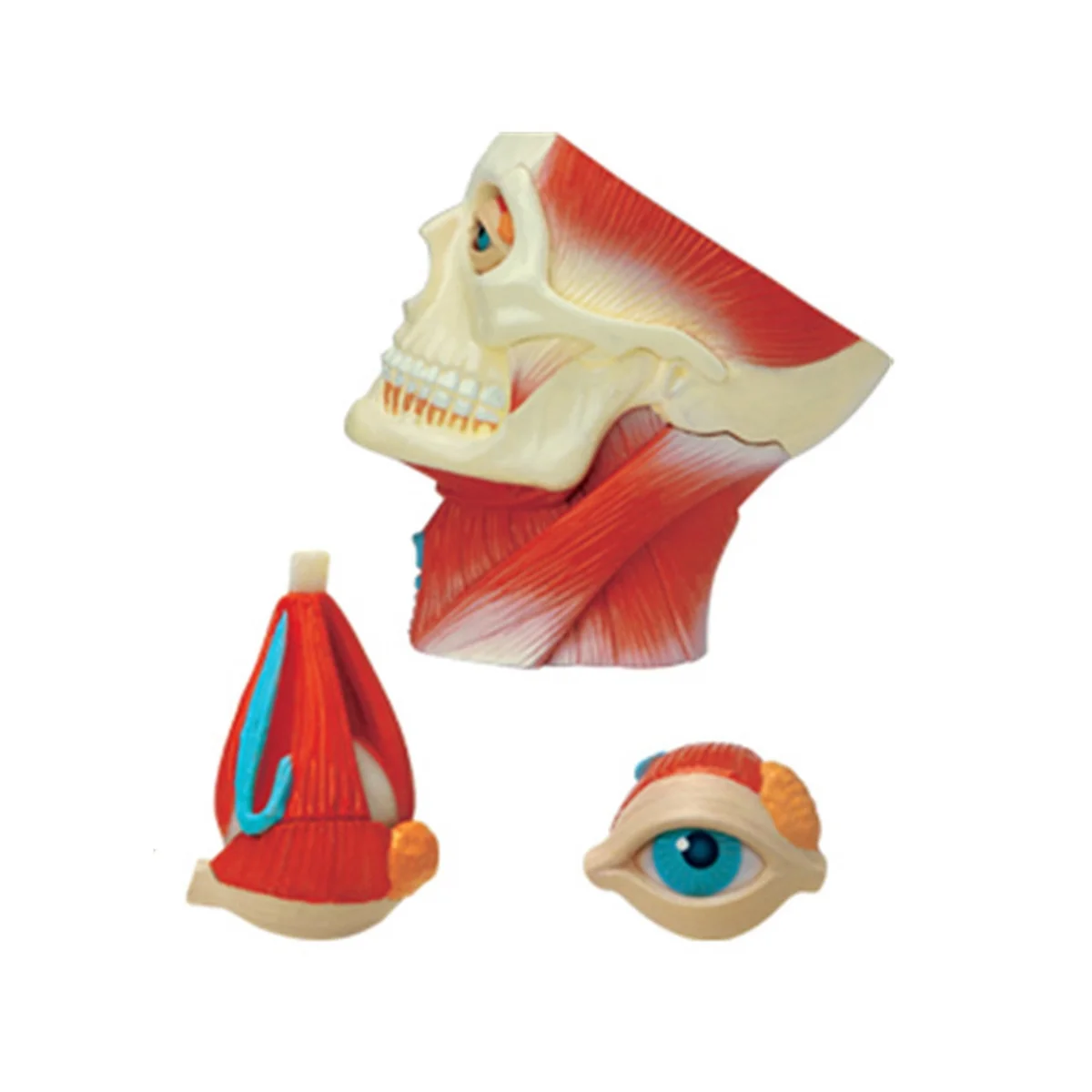 Медицинская модель человеческого тела с торсом, обучающая модель мышц головы, нервных органов для обучения студентов, модель для сборки в учебном кабинете Изображение 5